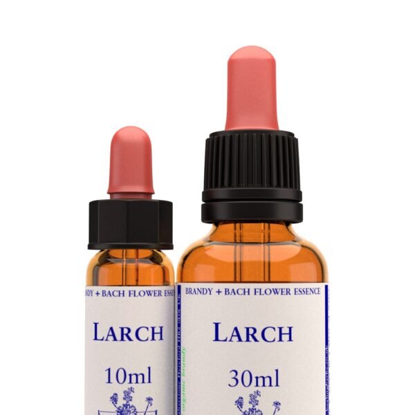 Larch