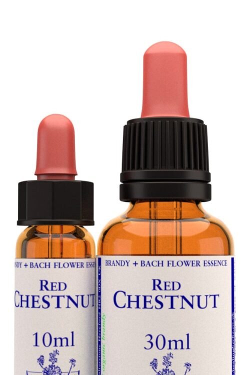 Red Chestnut