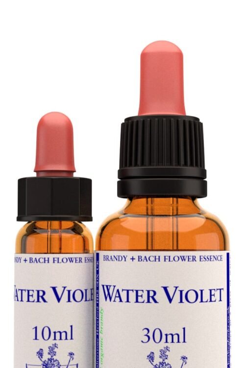 Water Violet